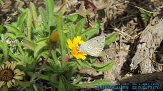 Argus bleu Polyommatus icarus